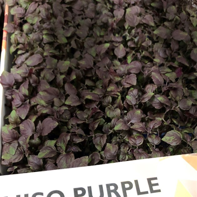 Krasse Shiso lila