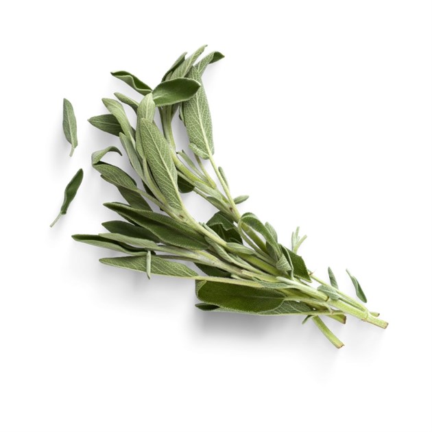 Salvia färsk kg
