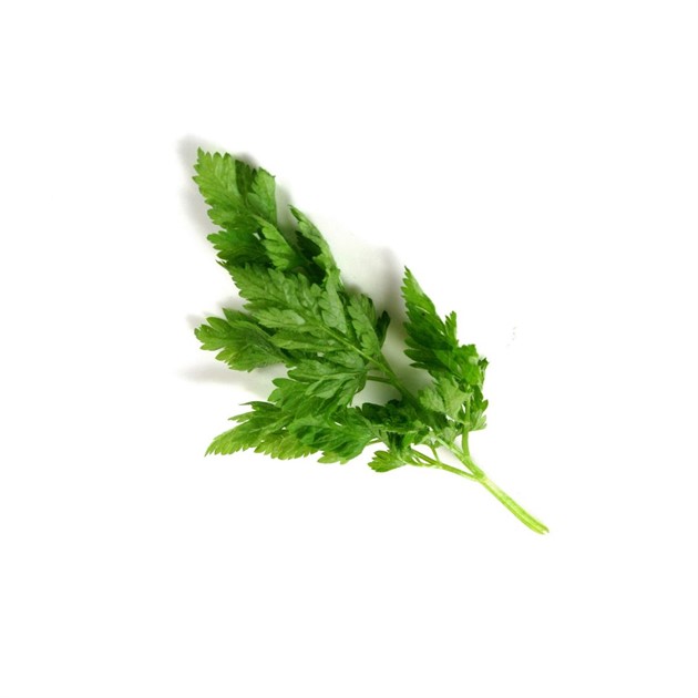 Körvel kg