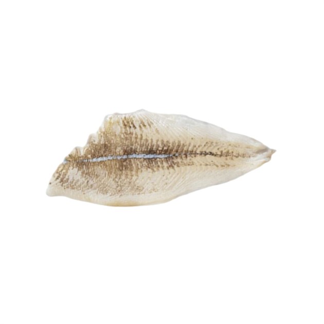 Stillahavskungsflundra 120-160g MSC kg
