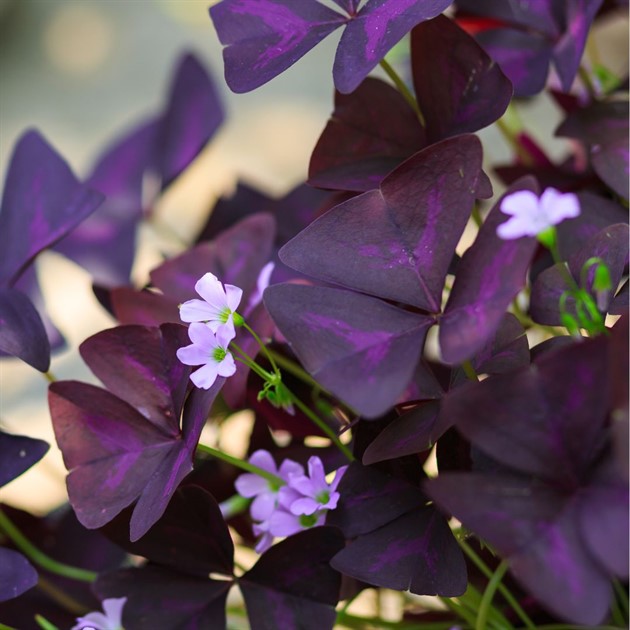 Oxalis röd ask